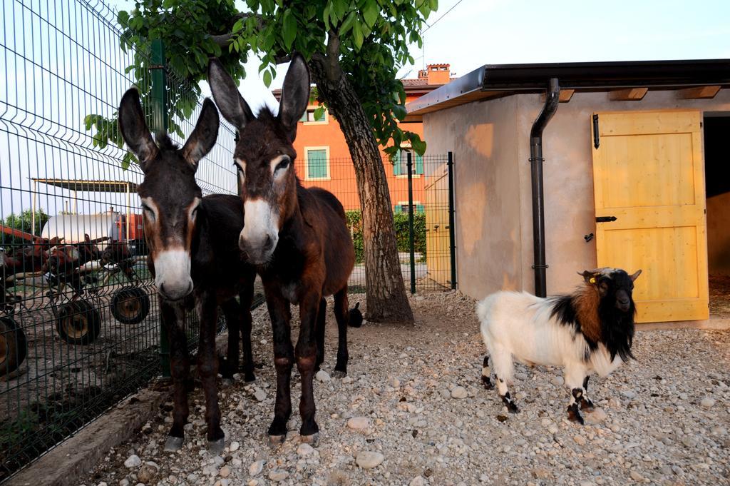 Agriturismo Al Barco Casa de hóspedes Sommacampagna Exterior foto